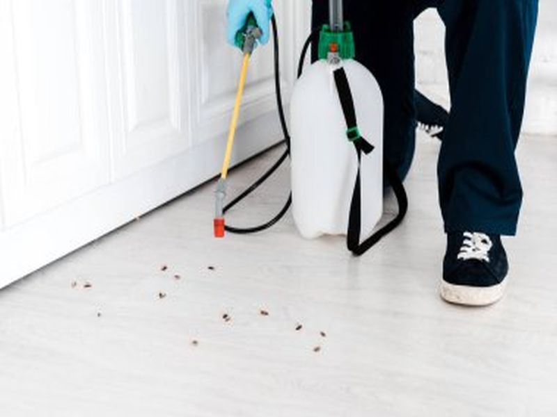 Pest Control Sydney: FAQs Answered