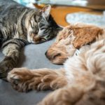 Beyond the Basics Avant-Garde Dog and Cat Supplies for the Bold Pet Lover